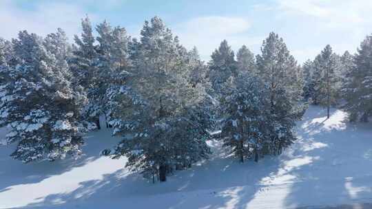 雪压樟子松、雾凇