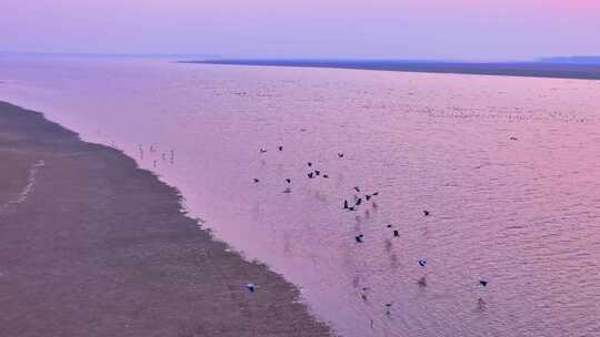 鄱阳湖湿地候鸟自然风光