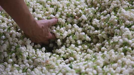 升格慢动作微距特写茉莉花与茉莉花茶制作