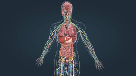 医学人体器官动画 神经 动脉 器官 动画
