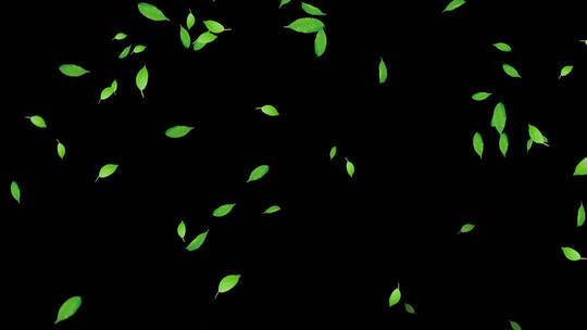 4K绿色叶子落下通道视频-循环