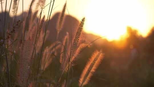 夕阳狗尾巴草光影变化