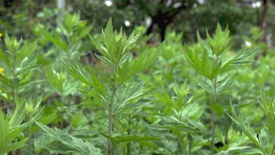 茂盛的艾草艾叶植物景观