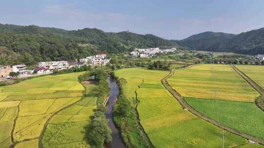 赣南稻田丰收