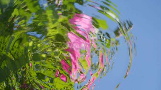 水中花 水中芙蓉花合集 普罗提亚等待