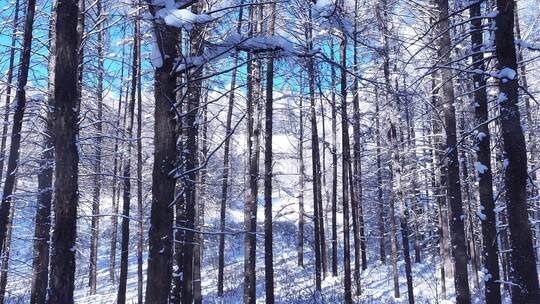 雾凇松林树挂树林雪景