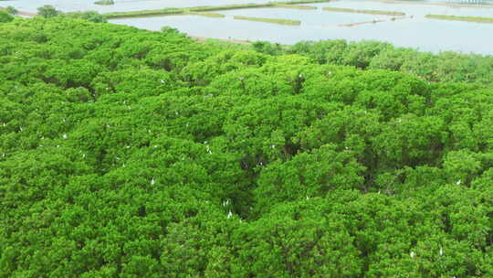 海边红树林 白鹭候鸟升格 栖息地航拍