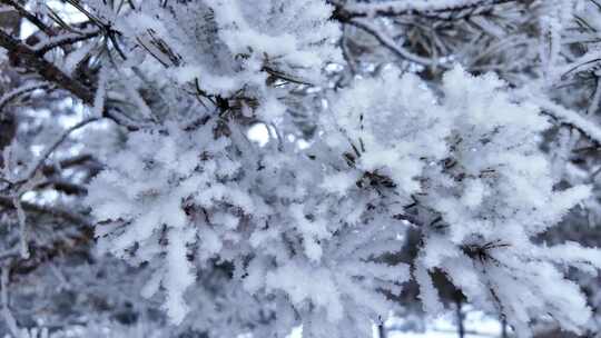 樟子松雪松树挂雪景