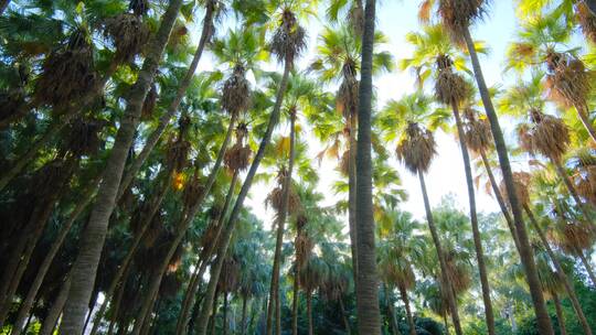 高大的热带植物棕榈树林视频素材模板下载