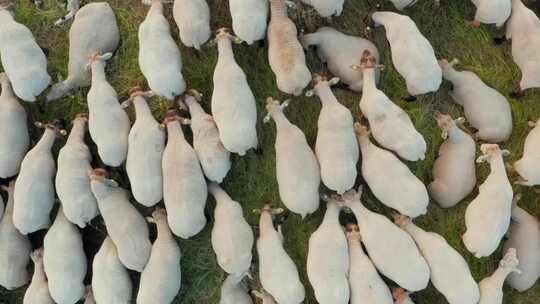 飞过一群在生态清洁的绿色草地上吃草的绵羊