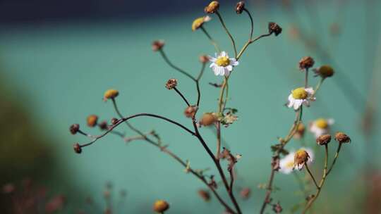 花，洋甘菊，花瓣，茎