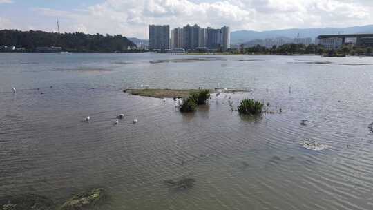 云南大理洱海湿地公园鸟类航拍环绕