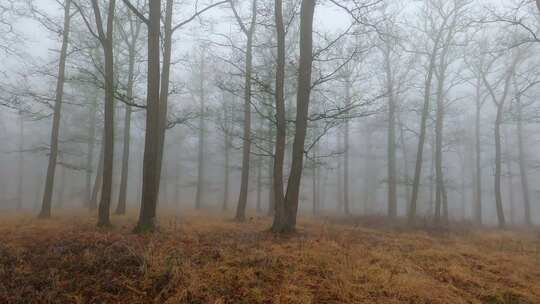 树林里上大雾浓雾