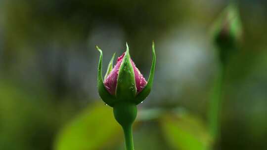 春天雨天玫瑰花花蕾特写，花蕾的雨滴水滴