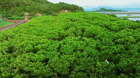 江门红树林 海边红树林 候鸟 栖息地航拍