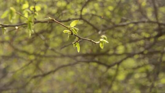 春天树枝上的嫩芽