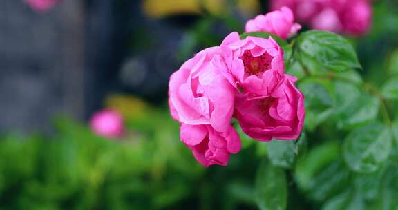 风雨中月季花玫瑰花  4K素材