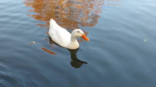 湖里游泳的鸭子