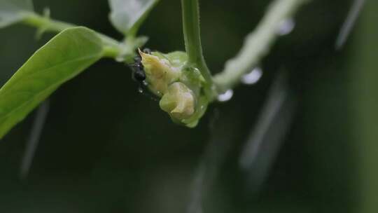 夏雨，蚂蚁爬行藤曼，升格特写