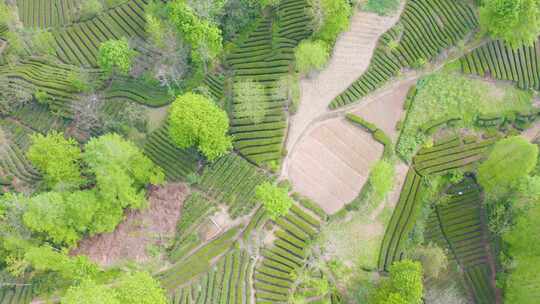 江塝茗园。茶园