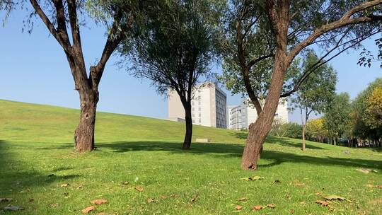 济南高新区城市绿地，高楼大厦中间的小草原