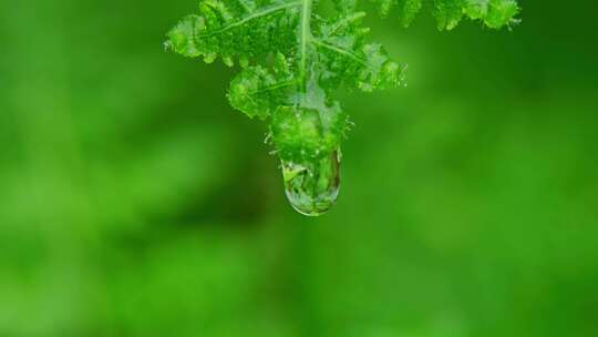 绿植水滴滴水水珠滴落视频素材模板下载