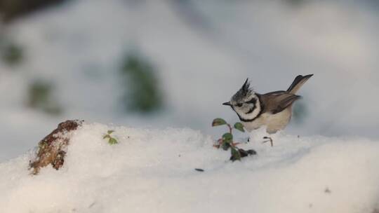 寒冷冬季雪地小鸟觅食合集