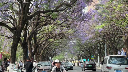 昆明教场路蓝花楹