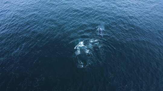 航拍鲸鱼在湖面游动视频素材模板下载
