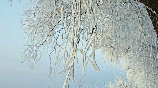 雾凇枝条空镜头素材枝条摆动冰雪景冬天旅游