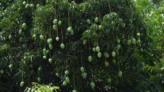 芒果水果果园芒果园大芒果海南芒果芒果种植