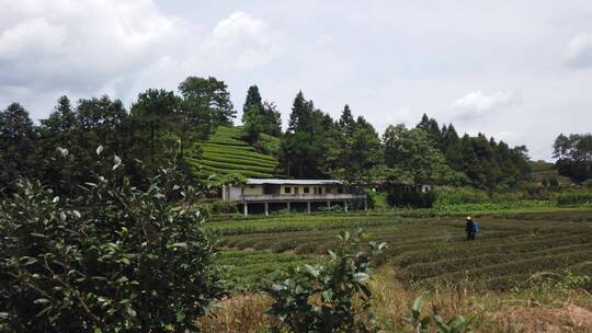 武夷山 武夷山茶 茶园 茶基地视频素材模板下载