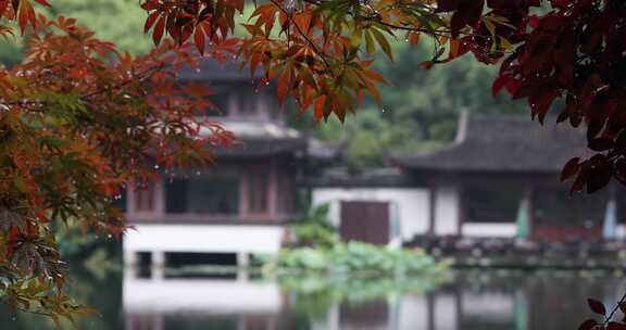 杭州西湖中式园林初夏细雨荷叶曲院风荷