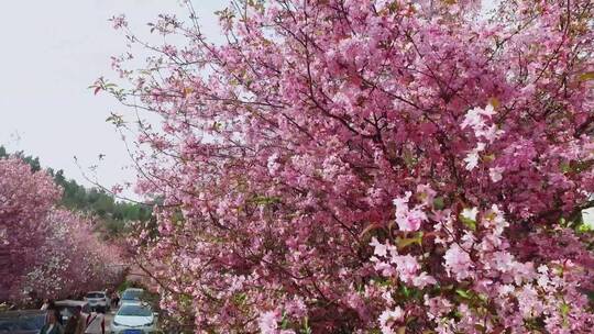 航拍郊野公园春天的樱花