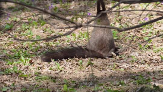 【镜头合集】草地上埋藏粮食的雪地松鼠