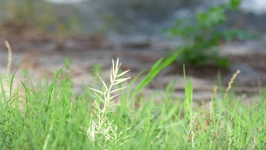 武汉东湖湖边风吹小草