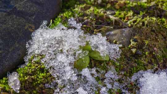 冰雪融化露出苔藓延时