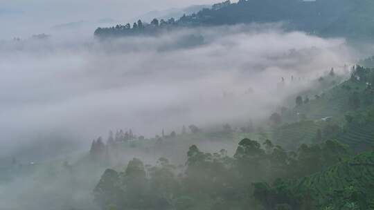 航拍云雾中的茶山