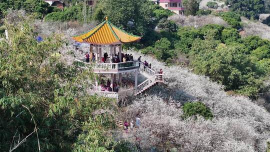 中国广东省广州市从化区广州流溪梅花节