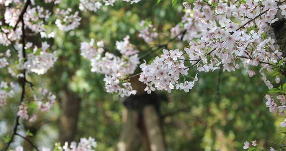 春天樱花树樱花盛开空镜合集