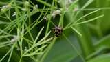 草丛里瓢虫的繁殖行为高清在线视频素材下载