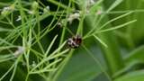 草丛里瓢虫的繁殖行为高清在线视频素材下载