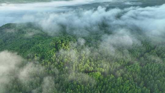 云雾缭绕的山林景观航拍全景