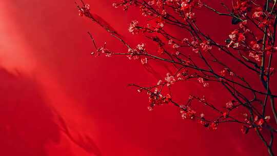 红墙背景下的梅花特写