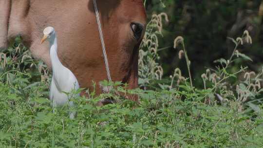 夏日黄牛吃草特写与白鹭和谐共生