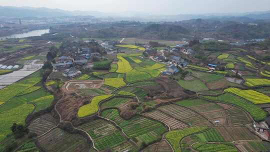 乡村田园农业种植油菜花农田航拍