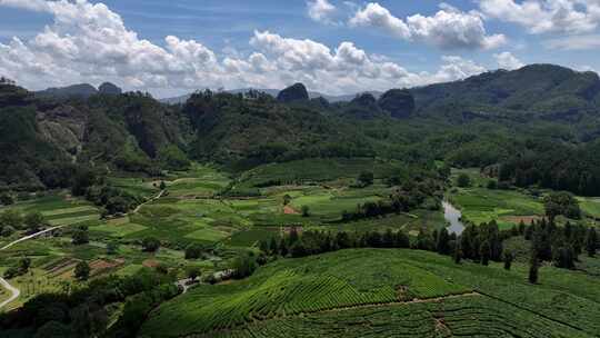 航拍茶园绿色环保千山茶园茶叶最美茶园