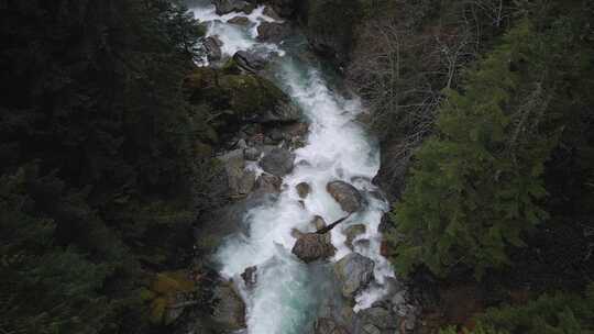 Nooksack River，Fores