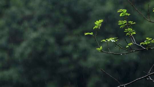 春天雨季雨滴树林树叶空镜