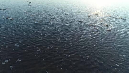 内蒙古呼伦贝尔草原湿地上的水鸟、天鹅、